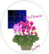 Cyclamen