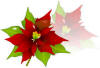 Poinsettia