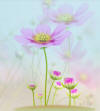 Cosmos2010N